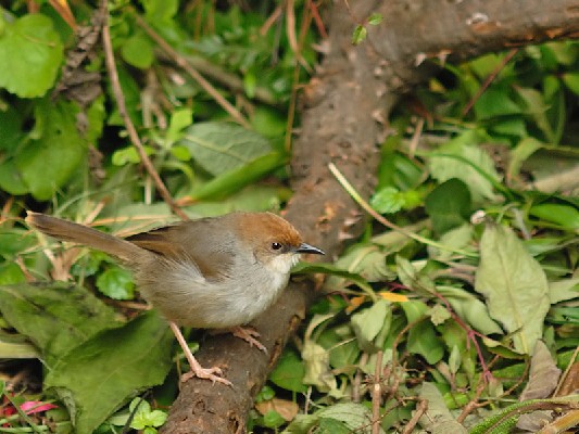 Cisticola chubbi