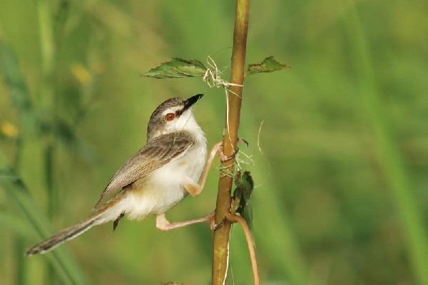Prinia fluviatilis tying nest 