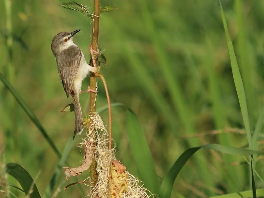 Prinia fluviatilis tying nest 