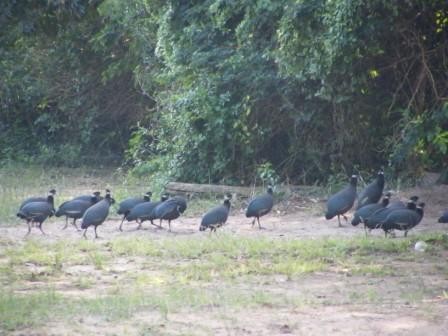 Southern Crested Guineafowl