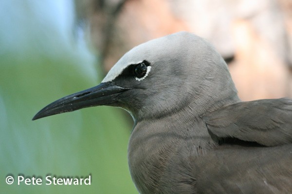 Brown Noddy
