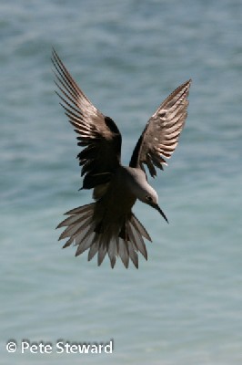 Brown Noddy - coming in to land