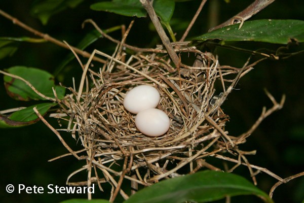 Zebra Dove Nest & Eggs