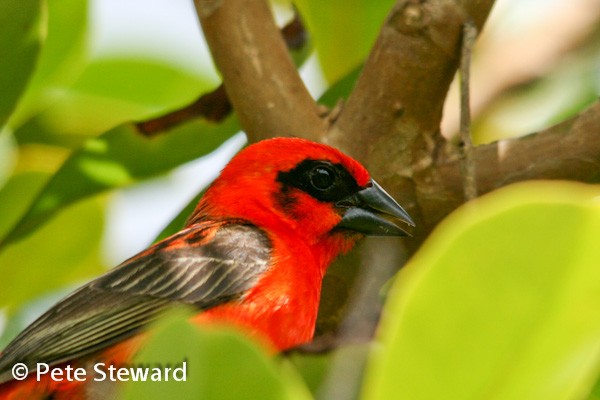 Red Fody