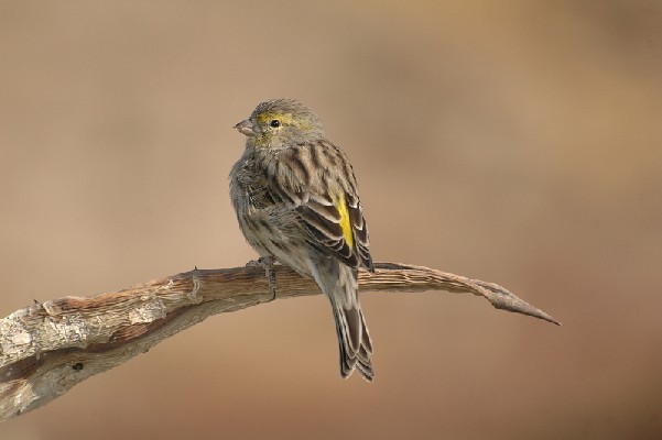 Island Canary