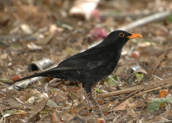 Eurasian Blackbird (Turdus merula ssp. cabrerae)