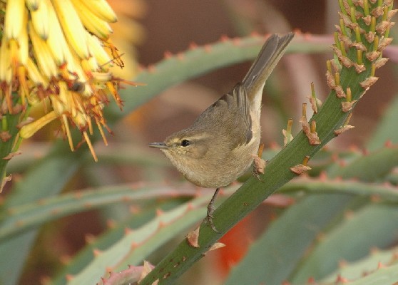 Canary Islands Chiffchaff (Phylloscopus canariensis)