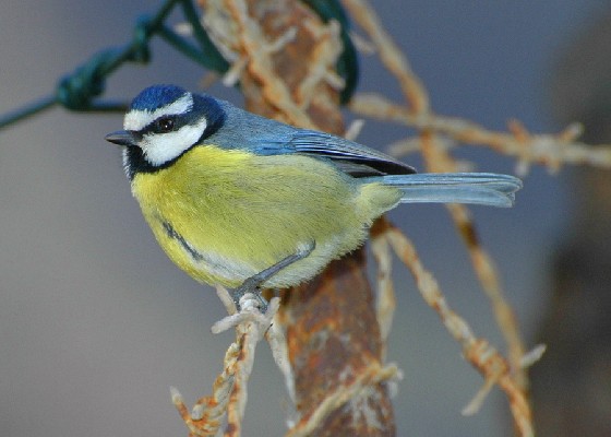 Blue Tit (Parus caeruleus ssp. teneriffae)