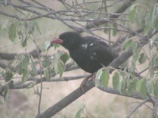 Red-billed Buffalo-Weaver