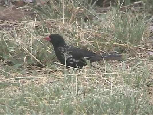 Red-billed Buffalo-Weaver