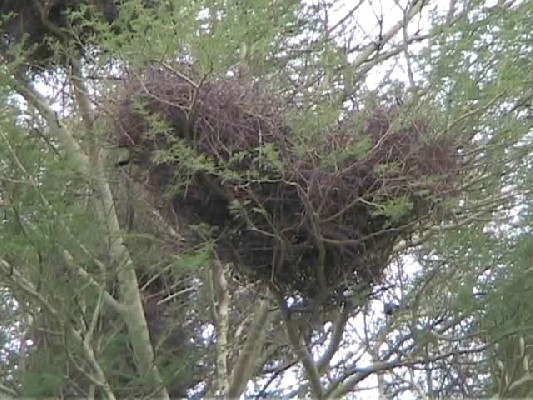 Red-billed Buffalo-Weavers large stick nest is communally built by males