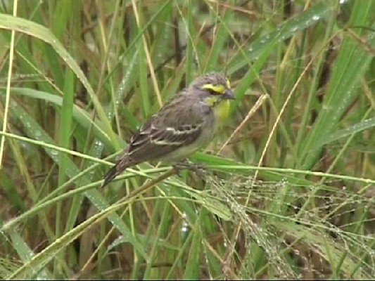 Yellow-fronted Canary