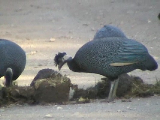Southern Crested Guineafowl
