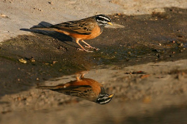 Cinnamon-breasted Bunting 