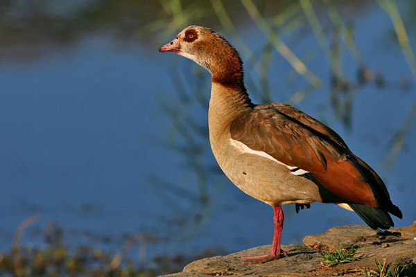 Egyptian Goose