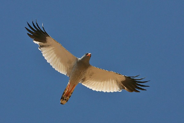 Pale Chanting Goshawk