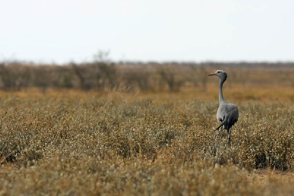 Blue Crane