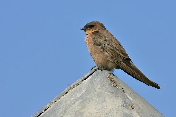 Large Rock Martin