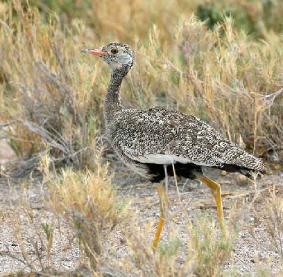 White-quilled Bustard