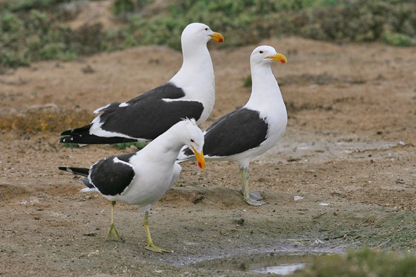 Kelp Gull