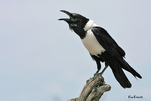 PIED CROW