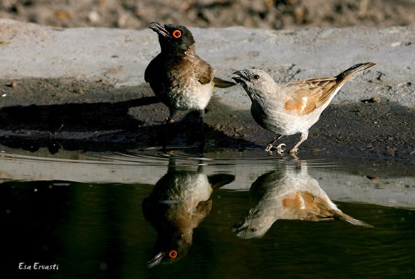 SOUTHERN GREY-HEADED SPARROW 