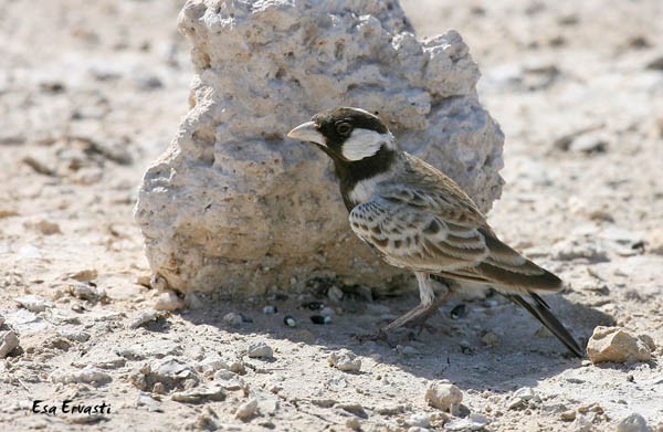 GREY-BACKED SPARROWLARK (male)