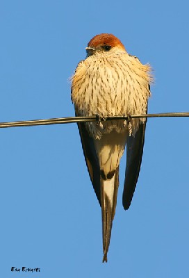 GREATER STRIPED SWALLOW