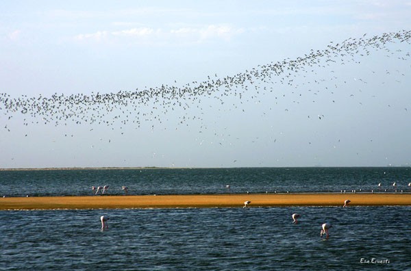 COMMON TERN