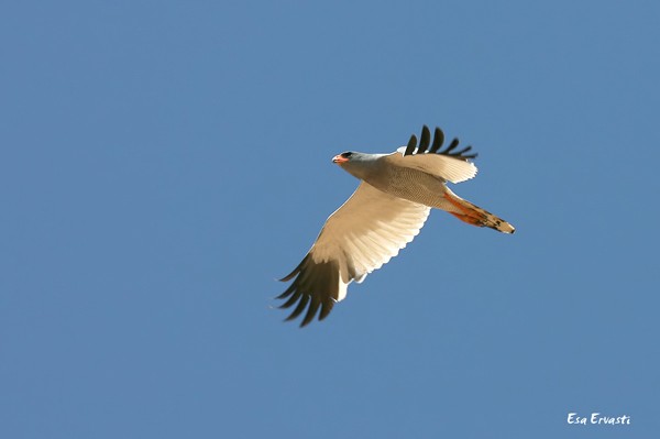 PALE CHANTING GOSHAWK