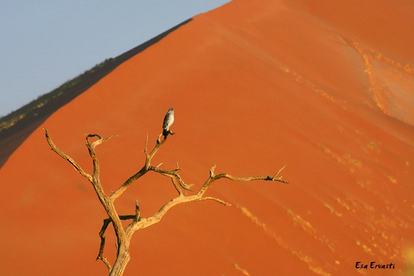PALE CHANTING GOSHAWK