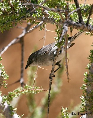LAYARD'S TIT-BABBLER