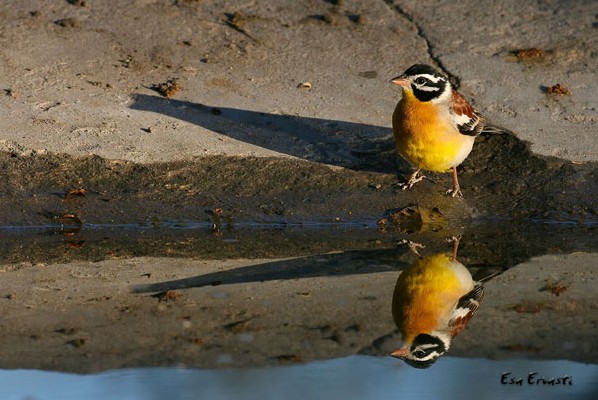 GOLDEN-BREASTED BUNTING