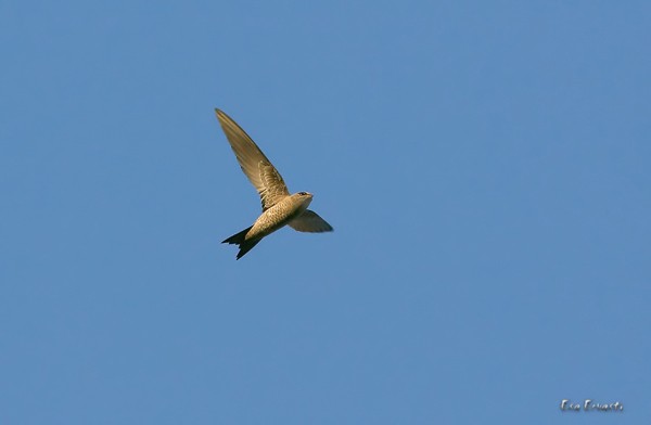 BRADFIELD'S SWIFT