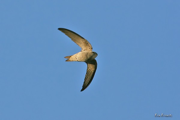 BRADFIELD'S SWIFT