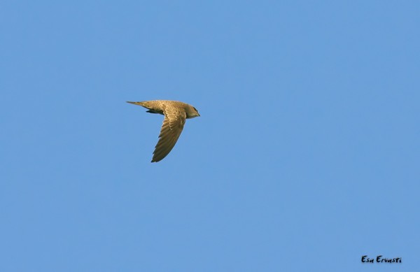 BRADFIELD'S SWIFT