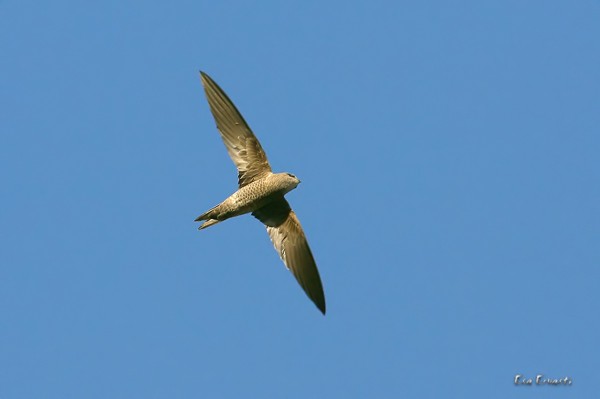 BRADFIELD'S SWIFT