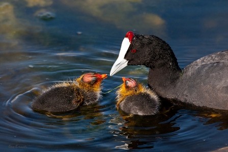 RED-KNOBBED COOT WITH CHICKS