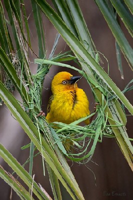 CAPE WEAVER