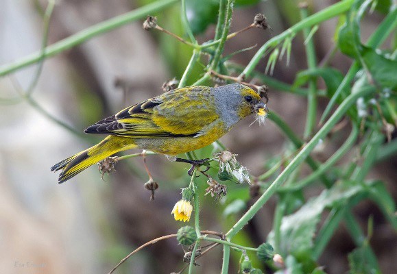 Cape Canary