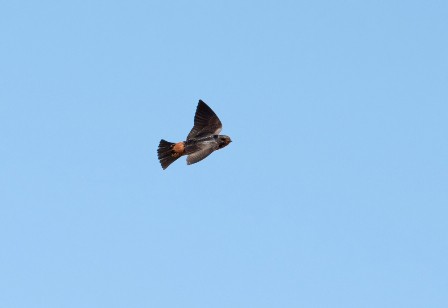 SOUTH AFRICAN CLIFF-SWALLOW