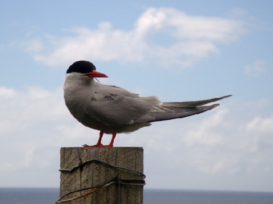 Antarctic Tern