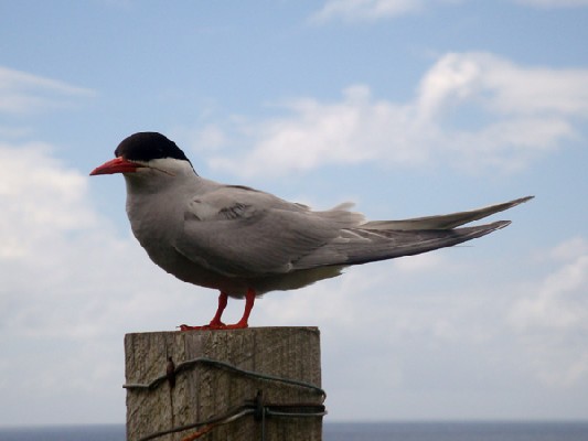 Antarctic Tern