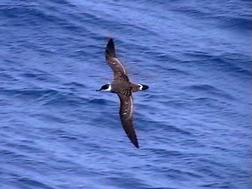 Great Shearwater