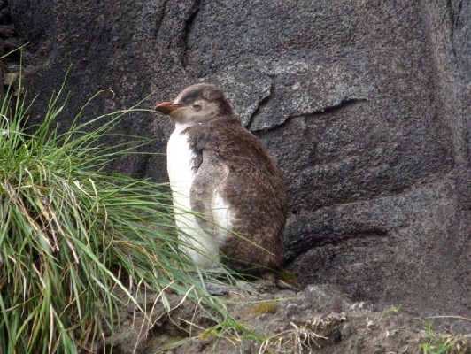 Northern Rockhopper Penguin