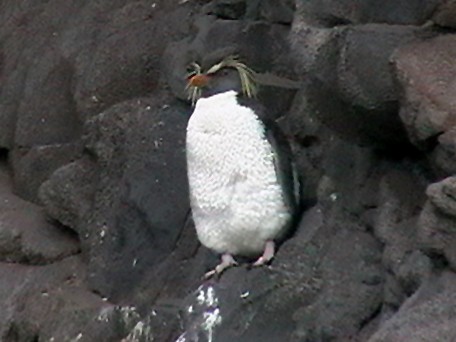 Northern Rockhopper Penguin