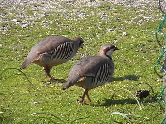 Chukar Partridge