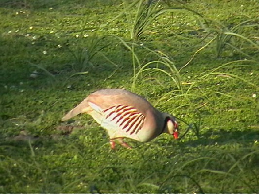 Chukar Partridge