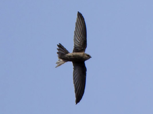 Cape Verde Swift