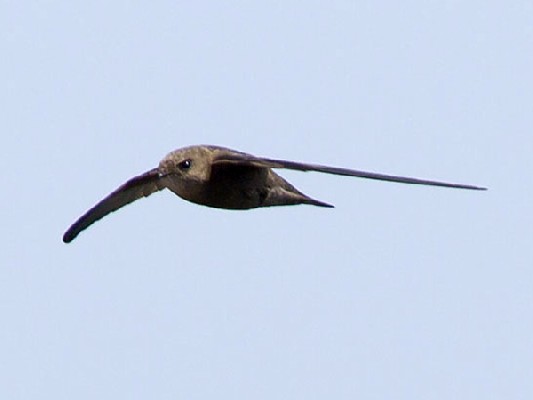 Cape Verde Swift